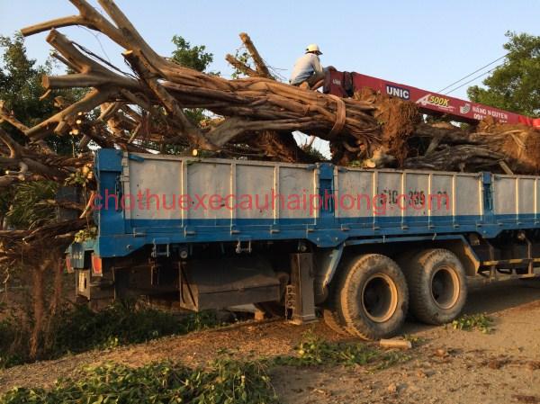 Kết quả tìm kiếm cho Quy trình cho thuê xe cẩu tại Hải Phòng